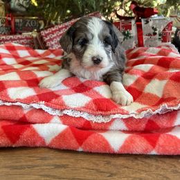 Aussiedoodle and Goldendoodle Puppies from Saddle Hill Farms
