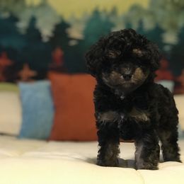 Poodle Puppies from Upper Echelon
