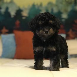 Poodle Puppies from Upper Echelon