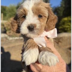 Bernedoodle and Goldendoodle Puppies from Dainty Doodle Dogs