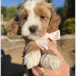 Bernedoodle and Goldendoodle Puppies from Dainty Doodle Dogs