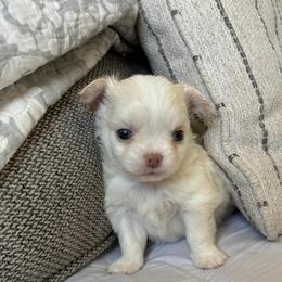 Tucker - Cream male Chihuahua puppy in Menifee, California from Lane’s Little Long Coats