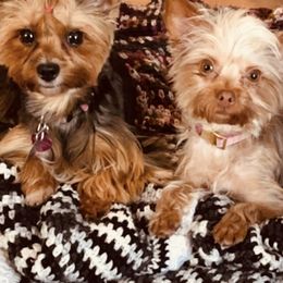 Yorkshire Terriers from Lapp Parti