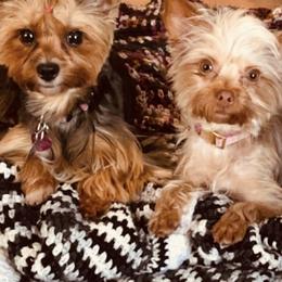 Yorkshire Terriers from Lapp Parti