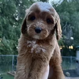 Diamond - Red  female Goldendoodle puppy in Clinton, Utah from Golden Law Kennels