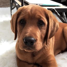Labrador Retriever Puppies from Hidden River Retrievers
