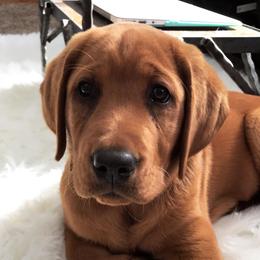 Labrador Retriever Puppies from Hidden River Retrievers