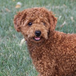 Jack Russell Terriers, Parson Russell Terriers, Poodles, and Whoodles from Blue Skies Terriers