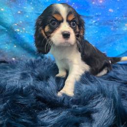 Dianmu - Tri-color female Cavalier King Charles Spaniel puppy in Neosho, Missouri from Pups on the Ridge