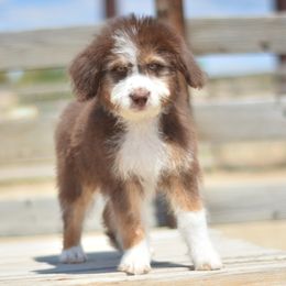 Birdo - Red tri-color female Aussiedoodle puppy in Delta, Colorado from PTK Ranch