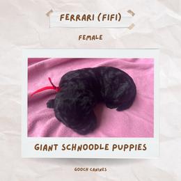 Schnoodle Puppies from Gooch Canines (Giant Schnoodles)