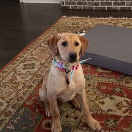 Labrador Retriever All Grown Up from Daylin’s Doodles & Labradors