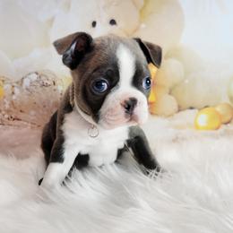 Boston Terrier Puppies from Our Gang Bostons