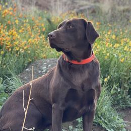 Mina - Labrador Retriever