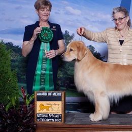 Golden Retrievers from Rachel Wulffenstein