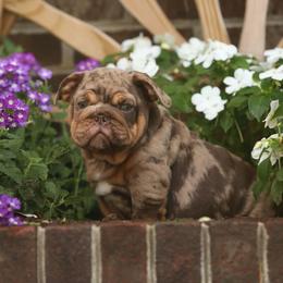 Green collar boy puppy 6500 - Chocolate tri-color male Bulldog puppy in Lewisberry, Pennsylvania from Salted Rim Corgis