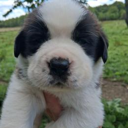 Columbus - Brown and white male Saint Bernard puppy in Kinsman, Ohio from Coleman Saint Bernards of Ohio
