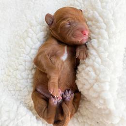 Chivo - Red male Cavapoo puppy in Aiken, South Carolina from Cavapoos of the Carolinas