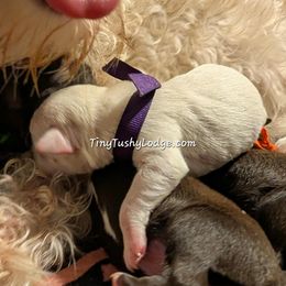 AKC purple ribbon - White female Miniature Schnauzer puppy in Greencastle, Indiana from Tiny Tushy Lodge