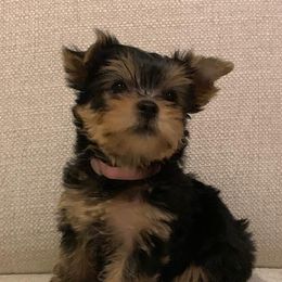 Biewer Terrier and Yorkshire Terrier Puppies from Niczarbiewers