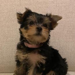 Biewer Terrier and Yorkshire Terrier Puppies from Niczarbiewers