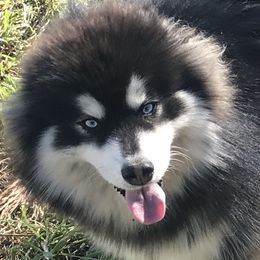 Phillip - Pomsky