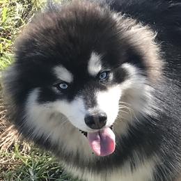 Phillip - Pomsky