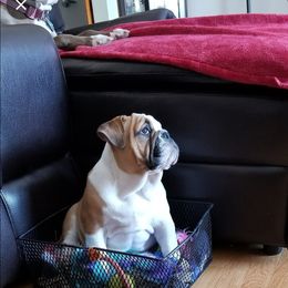 Bulldog Puppies from Wiggle Butts Bulldogs