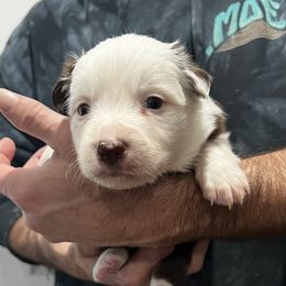 Girl 4 - Red female Border Collie puppy in Memphis, New York from Dual Traxx Border Collies
