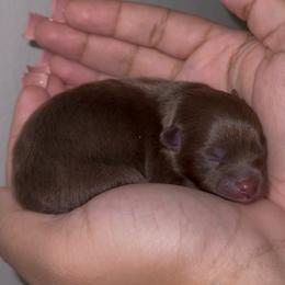 Pomeranian puppies from Cascade Pomeranians