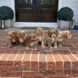 Cavapoo puppies from West Cobb Dogs