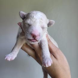 Asher - Apricot male Goldendoodle puppy in Leander, Texas from Doodle Doula