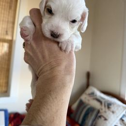 2 Girls - Orange belton female English Setter puppy in Burns, Oregon from Steens Mountain Setters