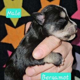 Bergamot - Black and silver male Miniature Schnauzer puppy in Biscoe, North Carolina from Clouser's Bodacious Danes & Miniature Schnauzers
