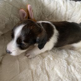 Dachshund Puppies from Bella’s Puppies