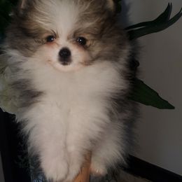 Girl 1 - Pomeranian puppy in Fort Lauderdale, Florida from El'Cienna Poms