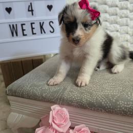 Liberty - Blue merle white and tan female Shetland Sheepdog puppy in Wapello, Iowa from Willow Rayne shelties and more