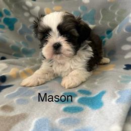 Mason - Black gold and white male Shih Tzu puppy in Jasper, Indiana from Jacob’s Spoiled Shih Tzu