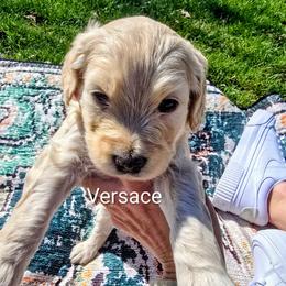 Versace - Cream male Goldendoodle puppy in Red Oak, Iowa from Fisher Pups-Stay Golden with a Doodle