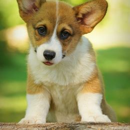 Pembroke Welsh Corgi Puppies from Royal Ridge Corgis