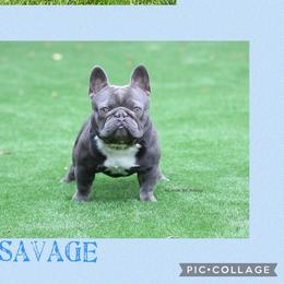 Savage - French Bulldog
