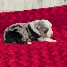 Austin - Blue merle male Miniature Australian Shepherd puppy in Lufkin, Texas from Texas Lil Cowdogs