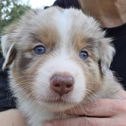 Ziggy - Red merle male Australian Shepherd puppy in Davenport, Florida from Polkaussies