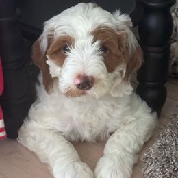 Blue - Cream male Goldendoodle puppy in Nashville, Tennessee from Tumbling Creek GoldenDoodles