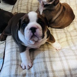 Bulldog Puppies from K&D Bulldogs
