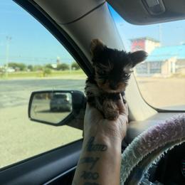 Freya - Black and tan female Yorkshire Terrier puppy in Navarre, Florida from KAYY services