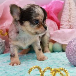 Don Jose - Merle male Chihuahua puppy in Raleigh, North Carolina from Fiddlefigg Chihuahuas
