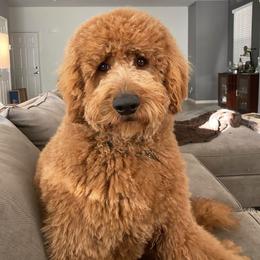 Bernedoodle and Goldendoodle Puppies from Dose of Doodles