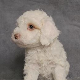 Sailor - male Cockapoo puppy in Missouri from KDK Missouri Miniature Poodles