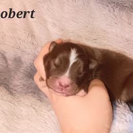 Australian Shepherd Puppies from Van Huitt Australian Shepherds